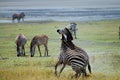 Zebras Fighting in Ngorongoro Crater Royalty Free Stock Photo