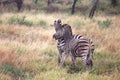 Zebras fighting Royalty Free Stock Photo