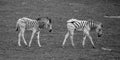 Zebras foals are several species of African equids Royalty Free Stock Photo