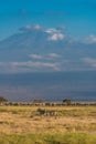 Zebras in front of the Kilimandjaro