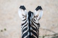 Zebras funny hairstyle ears close-up. Back view