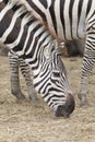 Zebras gaze grass Royalty Free Stock Photo