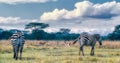 Zebras and gazelles in African savanna Royalty Free Stock Photo