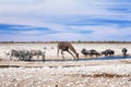 Zebras, giraffe and wildebeests at the water pool in Etosha Park. Etosha is a national park in northwestern Namibia Royalty Free Stock Photo