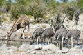 Zebras, Giraffes - Etosha, Namibia