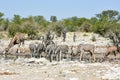 Zebras, Giraffes - Etosha, Namibia