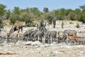 Zebras, Giraffes - Etosha, Namibia