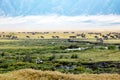 Zebras, Gnus, Hippos, Birds on Ngorongoro Crater- African animals together Royalty Free Stock Photo