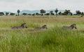 Zebras in the grass in Mikumi National Park Morogoro Tanzania