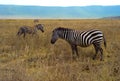 Zebras on a Grassy Plain in Ngorongoro Crater Royalty Free Stock Photo