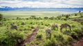 Zebras Graze, Ngorongoro Crater, Africa Royalty Free Stock Photo