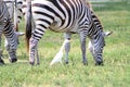 Zebras grazing and a bird