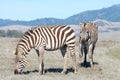 Two zebra adults grazing in a drought parched field