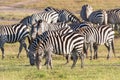 Zebras grazing grass