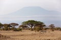 Zebras grazing with Mount Kilimanjaro at the backdrop, Amboseli national park, Kenya Royalty Free Stock Photo