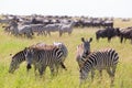Zebras grazing in Serengeti National Park in Tanzania, East Africa. Royalty Free Stock Photo