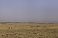 Zebras grazing in the vast Savannah grassland of Masai Mara, Kenya Royalty Free Stock Photo