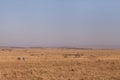 Zebras grazing in the vast Savannah grassland of Masai Mara, Kenya Royalty Free Stock Photo