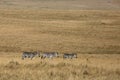 Zebras grazing in vast savannah, Masai Mara Royalty Free Stock Photo