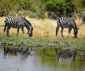 Two Zebras reflected in waters of Okavango Delta Khwai National Park, Botswana Royalty Free Stock Photo