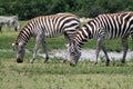 Zebras grazing