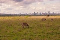 Zebras grazing in the wild at against the background of Nairobi City Skyline at Nairobi National Park, Kenya Royalty Free Stock Photo