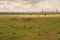 Zebras grazing in the wild at against the background of Nairobi City Skyline at Nairobi National Park, Kenya Royalty Free Stock Photo