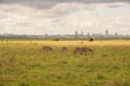 Zebras grazing in the wild at against the background of Nairobi City Skyline at Nairobi National Park, Kenya