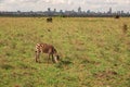 Zebras grazing in the wild at against the background of Nairobi City Skyline at Nairobi National Park, Kenya