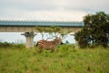 Zebras grazing in the wild against the background of Nairobi Mombasa Standard Gauge Railway in Nairobi National Park, Kenya Royalty Free Stock Photo