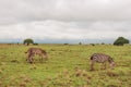 Zebras grazing in the wild against the background of Nairobi Mombasa Standard Gauge Railway in Nairobi National Park, Kenya