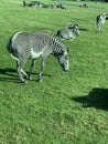 Zebras grazing Royalty Free Stock Photo