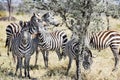 Zebras together in Serengeti, Tanzania