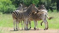 Close zebra protection detail, Reitvlei Nature Reserve, Gauteng, South Africa