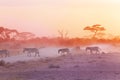 Zebras herd on dusty savanna at sunset, Africa