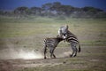 Zebras herd on savanna Royalty Free Stock Photo