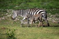 Zebras herd on savanna Royalty Free Stock Photo