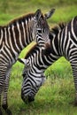 Zebras herd on savanna Royalty Free Stock Photo