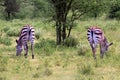 Zebras herd on savanna Royalty Free Stock Photo