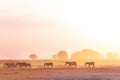 Zebras herd walking on savanna at sunset, Africa