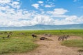 Zebras with Herd of Wildebeest. Ngorongoro Crater. Tanzania, background blue sky Royalty Free Stock Photo