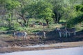 Zebras and Impalas Royalty Free Stock Photo