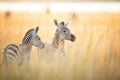 zebras interacting gently in a serene grassland