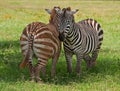 Zebras, Kenya Royalty Free Stock Photo