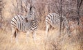 Zebras in the Khama Rhino Sanctuary, Botswana Royalty Free Stock Photo