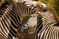 Zebras Kissing