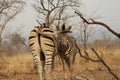 Zebras in the KNP Royalty Free Stock Photo