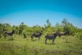 Zebras at Kruger National Park