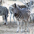 Zebras at krugerpark Royalty Free Stock Photo