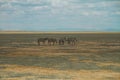 Zebras and landscapes at Amboseli National Park Africa Kenya